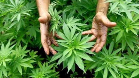 BVG-Urteil zum Cannabiskonsum 