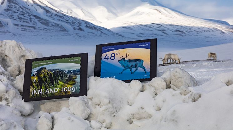 HISTORIC STAMPS: Posten's new stamps are historic. Here the new stamps are pictured along with the Svalbard reindeers, outside Longyearbyen. Foto: Tore Hole Oksnes