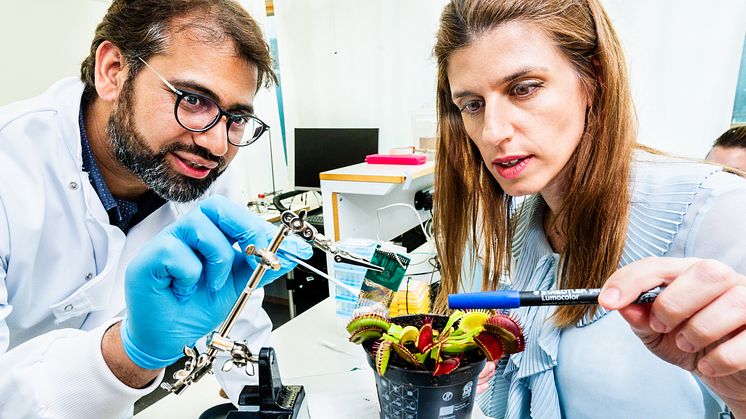 Abdul Manan Dar och Eleni Stavrinidou visar hur multielektrodstekniken kan användas för att undersöka hur elektriska signaler uppstår och sprids i växten Venusfälla. Foto: Thor Balkhed/LiU