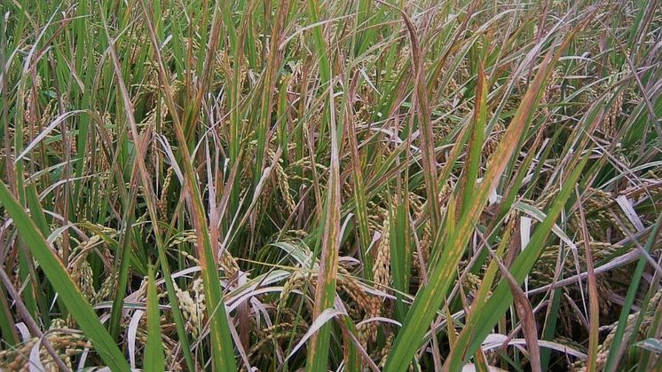 Finding the source of pathogen infectivity in rice to reveal the mechanism of induction of immunity:A new insight into the development of disease-resistant plants -- Kindai University