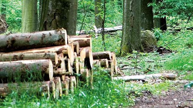 E.ON väljer LRF Konsult för förmedling av stor skogsfastighet i Skåne