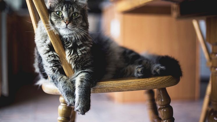 Lagen om att alla katter ska vara id-märkta och registrerade i Jordbruksverkets kattregister trädde i kraft januari 2023. Foto: Pixabay