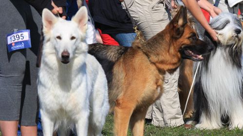 Nordic Dog Show på Skara Sommarland i helgen