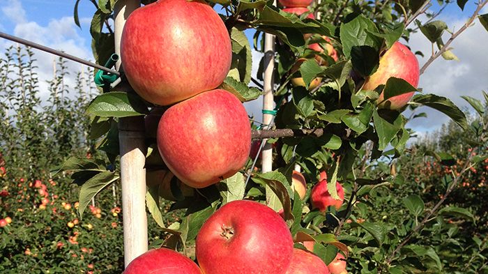 Äpplet Frida är ett av de svenska äpplen som nu kan köpas året runt. Foto: Äppelriket Österlen