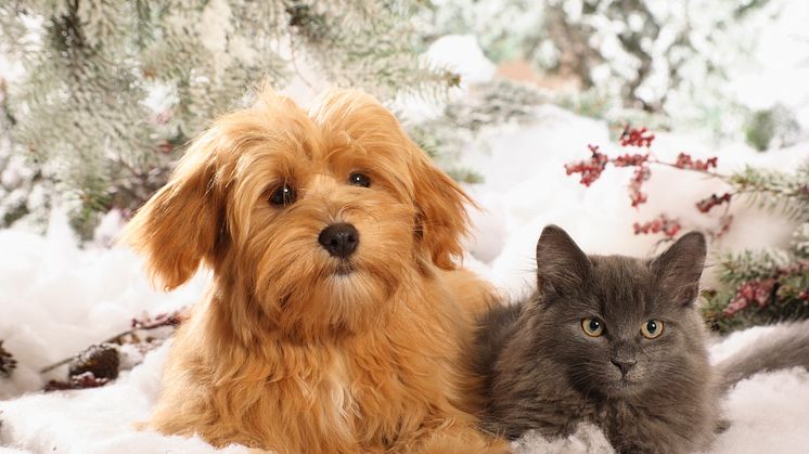 Jul och nyår – olycksdrabbade högtider för husdjuren