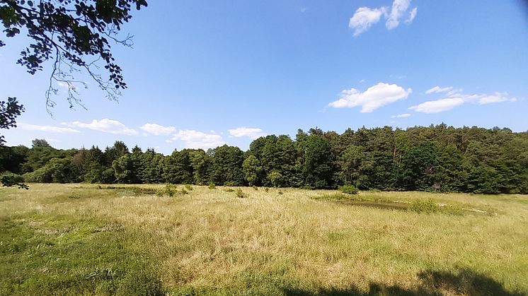 23 06 12 Foto 2 Biotopschutzfläche Döllbach-Aue mit 2 Teichen neben VEOLIA Grundstück in Kerzell