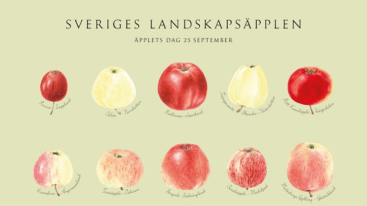 ​En äppelaffisch från Svensk Trädgård