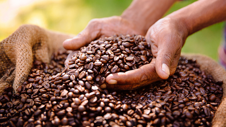 Green Coffee Talks: Nachhaltiger Genuss mit Slow Forest Coffee