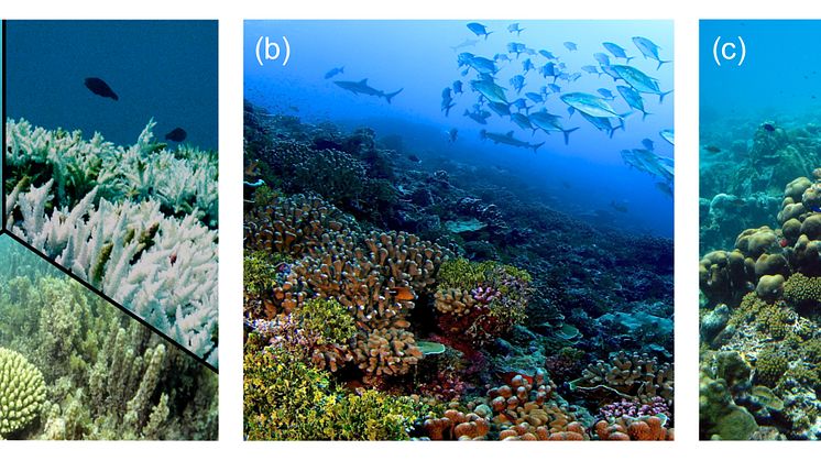 Så mycket klarar världens korallrev