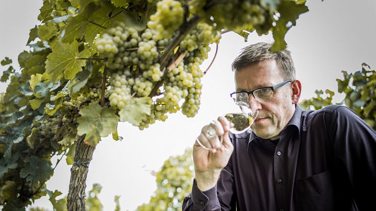 Rieslingälskare - se hit och inte längre, ny toppårgång från ikonisk vinmark