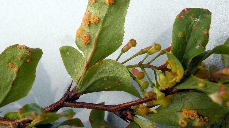 Berberisbuskens återkomst kan bli bekymmer för veteodlingen