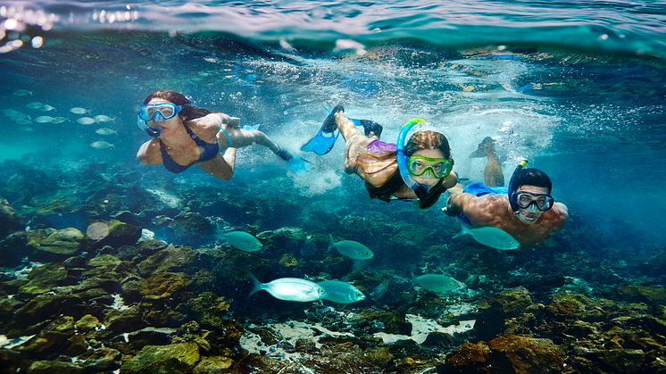 Utforska det marina livet under snorkelturen på Kanarieöarna. Foto: Canary Islands Tourism.