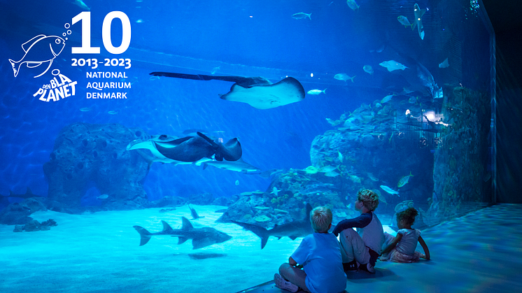 Børn foran den store Oceantank på Den Blå Planet, Danmarks Akvarium