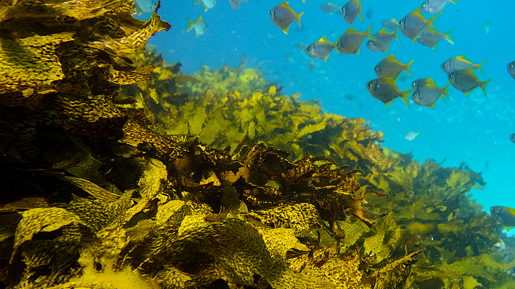 Purina lanserar nytt program för marin restaurering med målet att återställa 1 500 hektar marina habitat fram till 2030