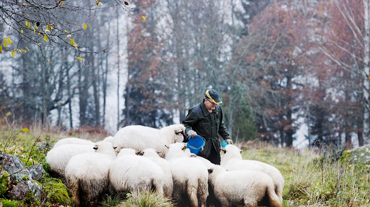 Under de senaste 5 åren har antalet jordbruksföretag med får förändrats ganska lite. Däremot har antalet djur per företag minskat, främst till följd av att de som har får har färre lamm. Foto: Anna Kern, Scandinav.