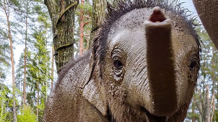 Video: Kungliga elefantkalven Prince första bad