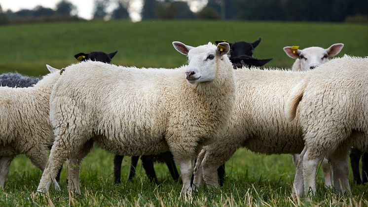 Samlad bransch vill lyfta svenskt lamm