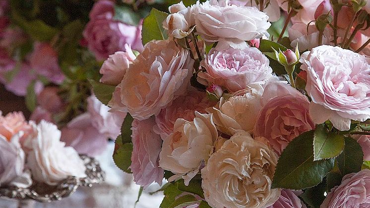 Vi fyller växthuset med rosor från David Austron och andra rosettrosor 