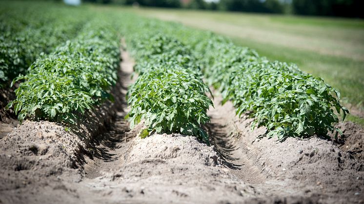 Hektarskörden av matpotatis inklusive färskpotatis var 30 590 kilo per hektar år 2021. Det är 8 procent mindre än 2020 års slutliga hektarskörd. Även odlingsarealen minskade kraftigt. Foto: Pixabay.