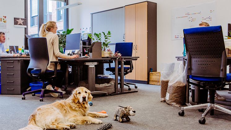 In der Fressnapf-Unternehmenszentrale "Alltag": Der Kollege Hund ist mit am Arbeitsplatz