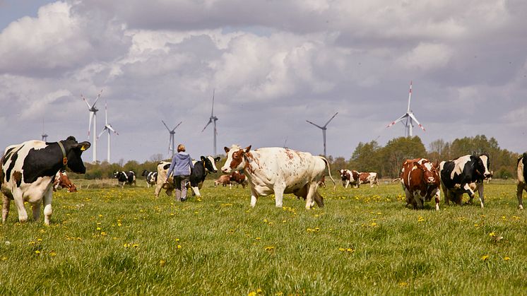 Arla Betrieb in Schleswig-Holstein: Kühe beim Weidegang