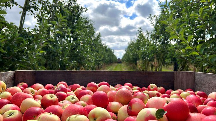 De första mogna äpplena på Kiviks Musteri av skörden 2022.