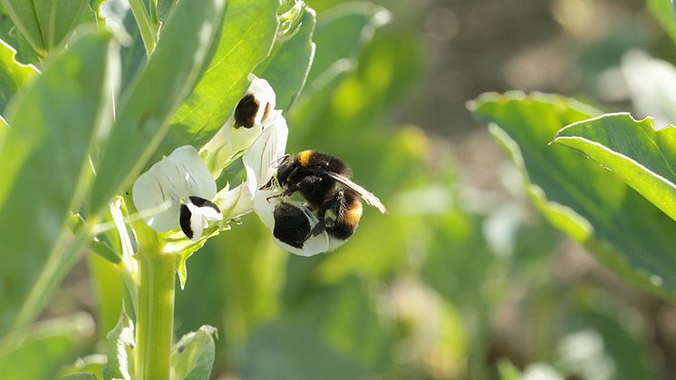 Mörk jordhumla pollinerar åkerböna. Foto: Chloë Raderschall