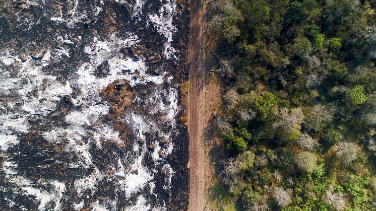 Gråhvid aske på et nyligt afbrændt skovområde på Chacoen i Argentina. Hvert år omdannes store skovarealer her til sojaplantager. Foto: Mighty Earth