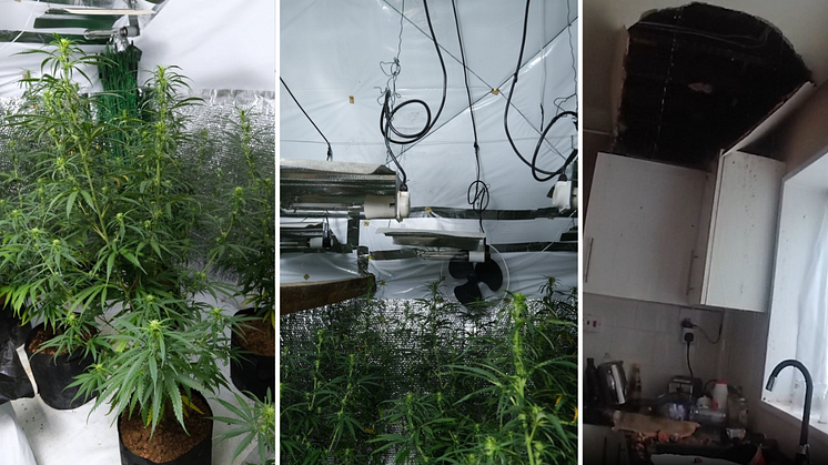 Police discover cannabis grow in flooded home