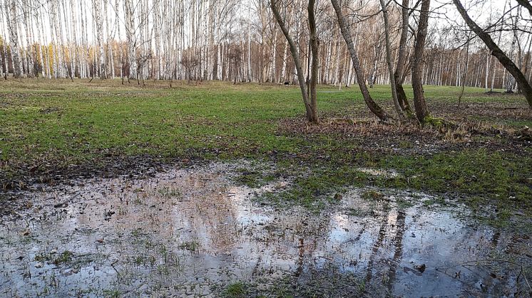 Oljigt vatten i Järva DiscGolfPark - På vintern blir den vattensjuka och förorenade marken synlig som kyrkogårdsförvaltningen har valt för kistbegravningar på Järva. De ville ha den vackra parken, men glömde kolla problemen under ytan.