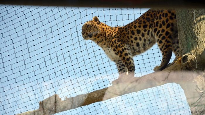 Feierliche Einweihung des Leoparden-Tals im Zoo Leipzig