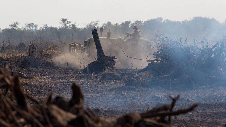 Regnskoven brændes og ryddes i en rasende fart, så blandt andet det danske landbrug kan fodre dyr med soja. Foto: Jim Wickens, Ecostorm via Mighty Earth