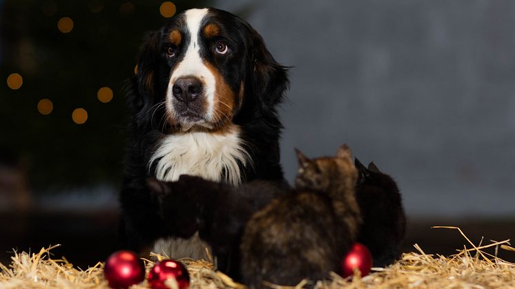 Bland julens godsaker och pynt lurar många faror för hundar och katter. Foto: Sveland Djurförsäkringar
