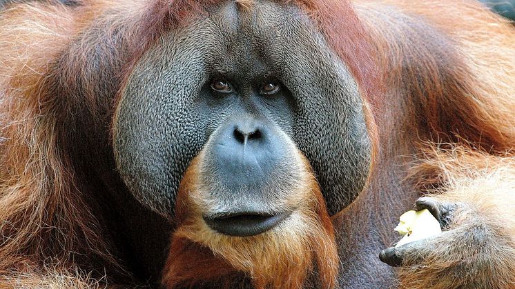 Orang-Utan-Männchen Bimbo steht bei den Entdeckertagen Artenschutz im Zoo Leipzig Pate