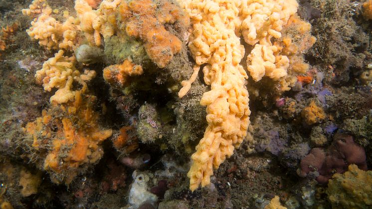Den invasiva främmande arten filtsjöpung kan breda ut sig över havsbotten och utveckla hängande kolonier. Foto: John Turnbull, Marine Explorer CC BY-NC-SA 2.0