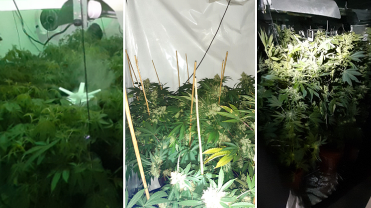 'Residents should not have to tolerate this' - police close two cannabis factories in one morning