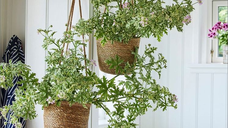 Få in vårgrönskan tidigt genom att hänga upp ett par doftpelargoner. Foto: Blomsterfrämjandet/Pelargonium for Europe