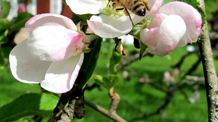 Måndagen den 20 maj är det World Bee day. Foto: Apinordica.