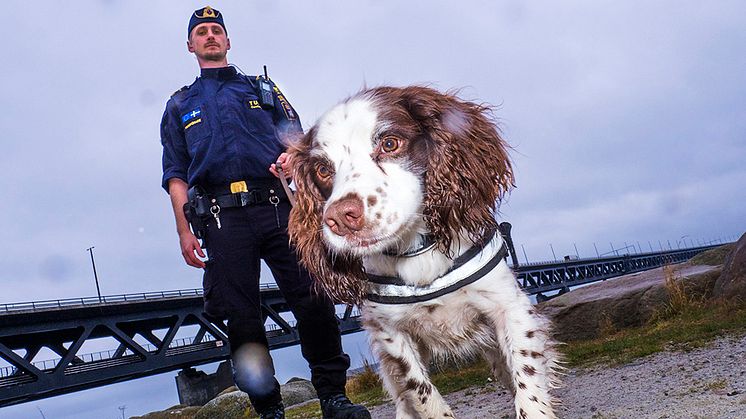 Årets narkotikasökhund Zak tillsammans med sin förare Niklas Delin med Öresundsbron i bakgrunden. Foto: Anders Roos 