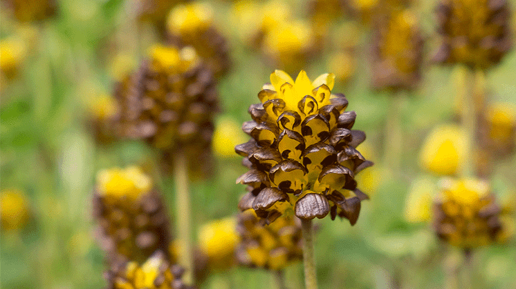Brunklöver, Trifolium spadiceum, Foto: Maria van der Wie