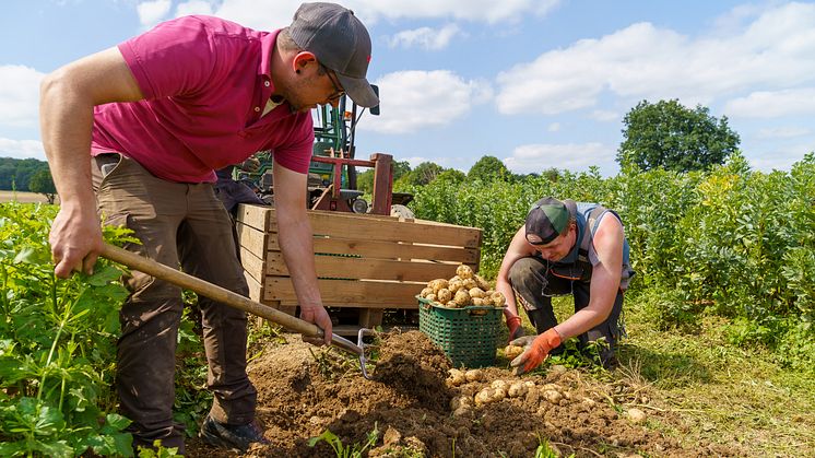 Um die empfindliche Schale der Frühkartoffeln nicht zu verletzen, werden sie besonders schonend geerntet. Auf dem Foto zu sehen sind Arbeitsgruppenleiter Maximilian Göbel (links) und Fabian Höck. 