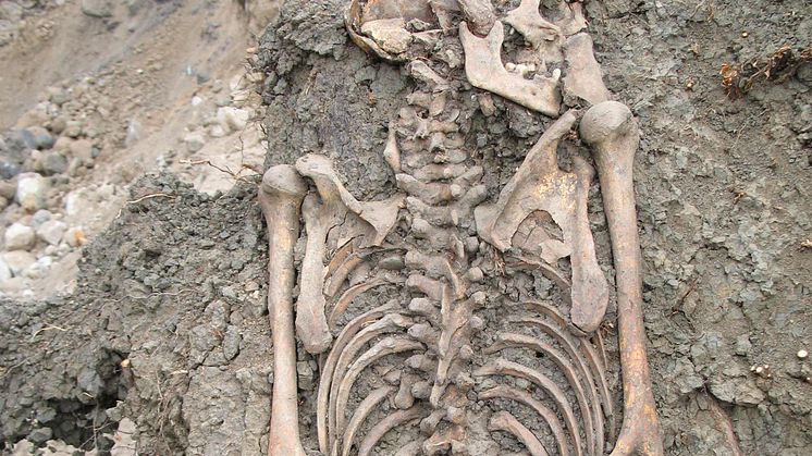 Skelett från vuxen man begravd i Sigtuna på 1000-talet. Skelettet upptäcktes när arkeologer fällde ett träd på en gammal kyrkogård 2008. 
