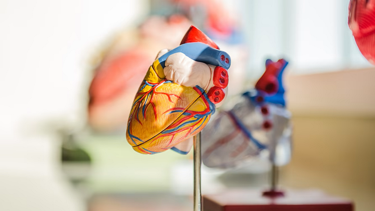 TCS ansluter till Living Heart Project - ska skapa digitala modeller av det mänskliga hjärtat