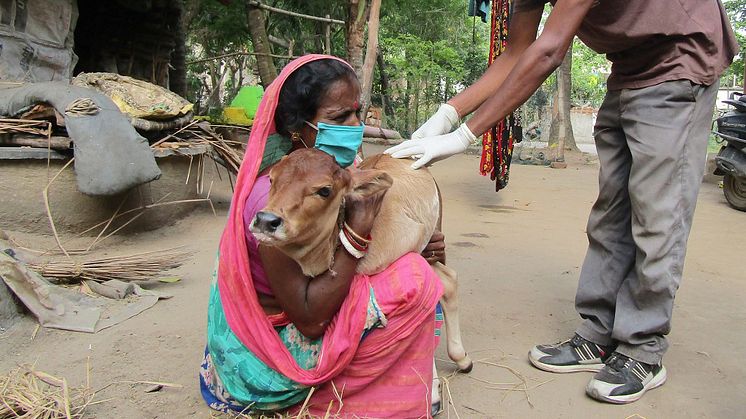 WTG-2020-Indien-Tierhalterin-Rind-Versorgung
