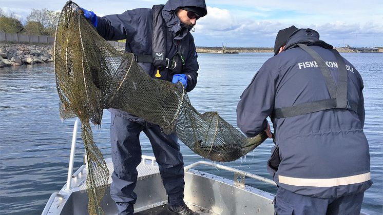 Olagligt ålfiske fortsätter – stor ökning av HaV:s beslag av ryssjor