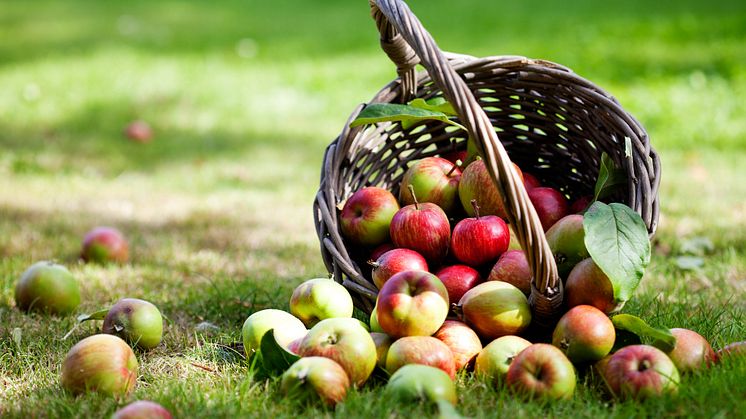 5 sätt att tillvarata höstens äppelskörd