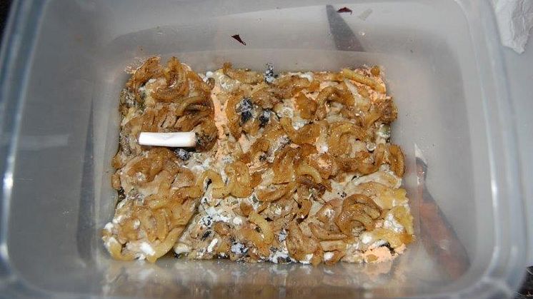 Container of old, congealed pasta with a cigarette butt in it sat on the windowsill