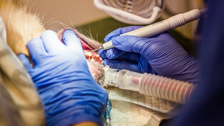 Kliniken har fokus på tandproblem hos hund och katt men erbjuder också kirurgi, medicinska utredningar, röntgen- och ultraljudsundersökningar med mera.