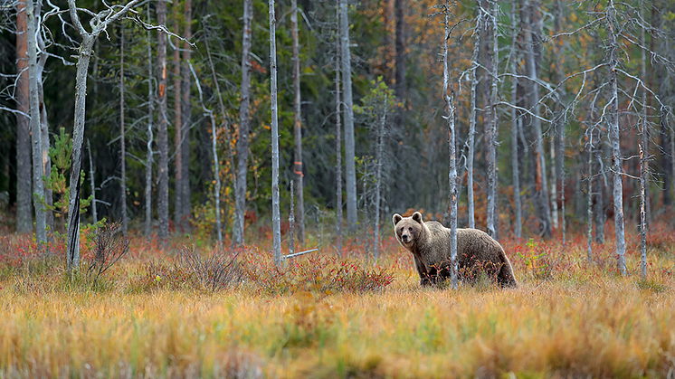 Antalet björnar i Sverige minskar. Det visar en ny nationell uppskattning av björnpopulationen som gjorts av Naturhistoriska riksmuseet på uppdrag av Naturvårdsverket. Foto Shutterstock