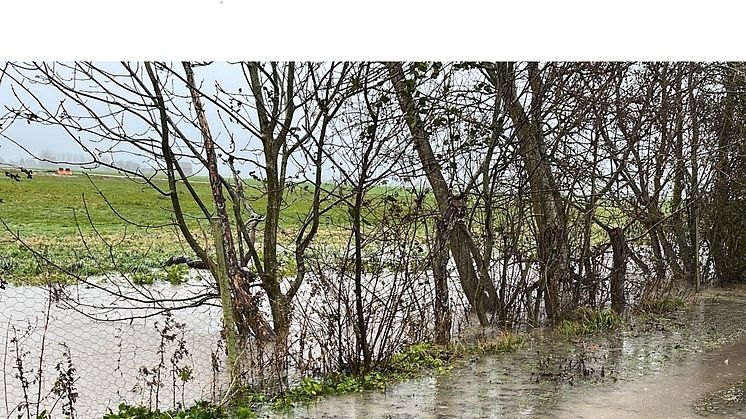 Lähäcken vid Solnäs gård, Kiviks Musteri, står nu i den översvämmade ån.